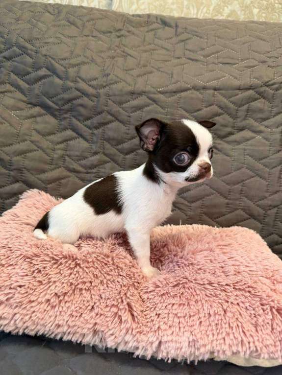 Собаки в Воронеже: Микро крошка мальчик белошо-коладный Мальчик, Бесплатно - фото 3