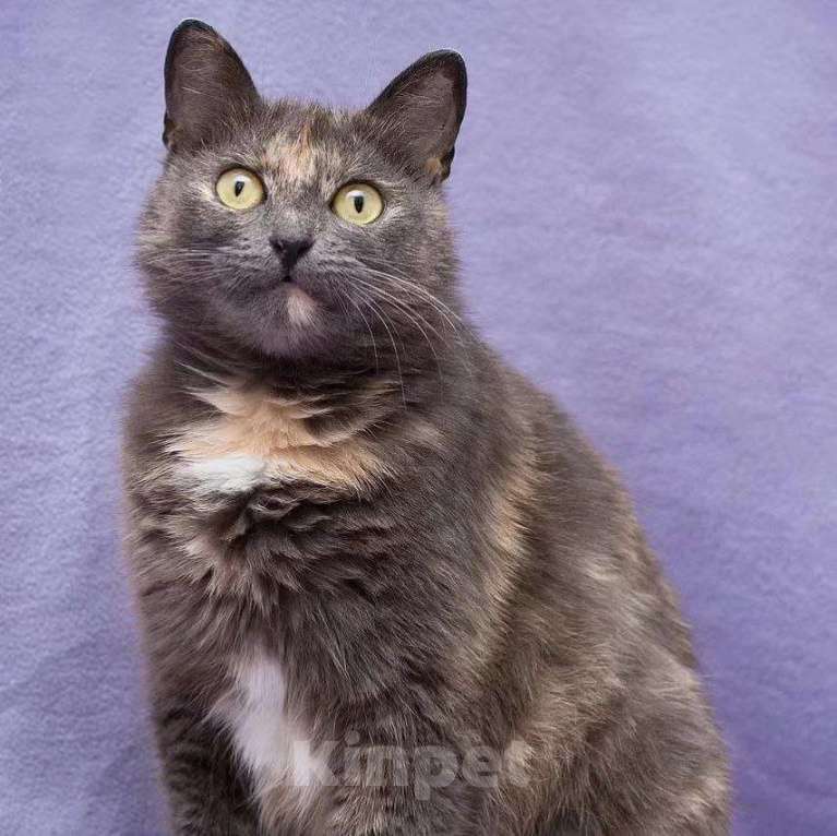 Кошки в Москве: Бусинку выкинули хозяева  Девочка, Бесплатно - фото 3