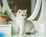 Кошки в Москве: Британский котёнок. Девочка ау11 Девочка, 100 000 руб. - фото 5