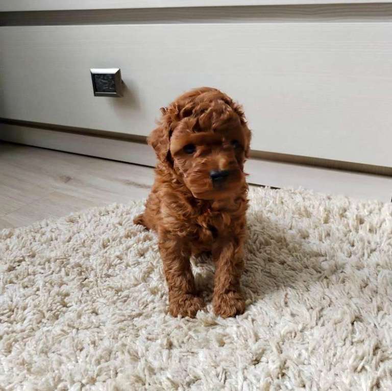 Собаки в Смоленске: той-пудель Мальчик, 75 000 руб. - фото 1