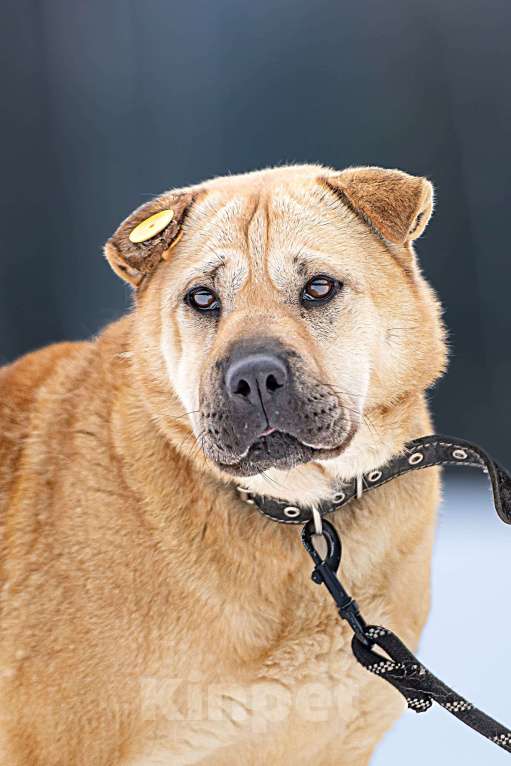 Собаки в Клине: Зоя — самостоятельная собачка Девочка, Бесплатно - фото 6