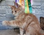 Кошки в других городах Ленинградской области: Котята мейн кун Мальчик, 50 000 руб. - фото 3