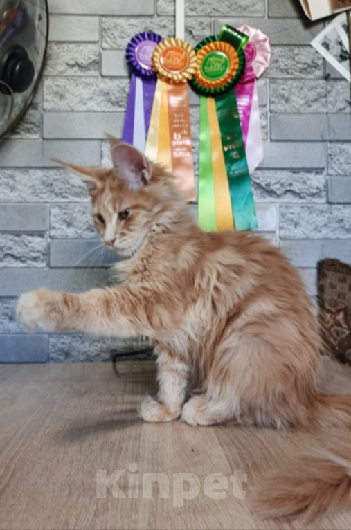 Кошки в других городах Ленинградской области: Котята мейн кун Мальчик, 50 000 руб. - фото 3