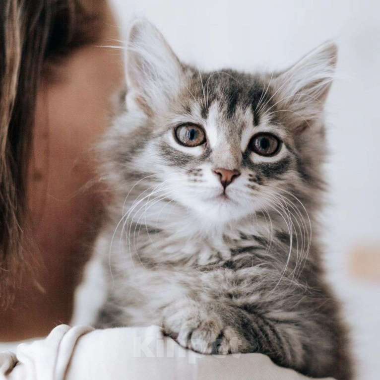 Кошки в Москве: Пушистая Алиса в добрые руки Девочка, Бесплатно - фото 2