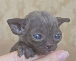 Кошки в Москве: Котята девон рекс Лиловые, циннамон, шоколадный мрамор Девочка, 85 000 руб. - фото 4
