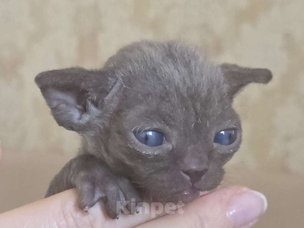 Кошки в Москве: Котята девон рекс Лиловые, циннамон, шоколадный мрамор Девочка, 85 000 руб. - фото 4