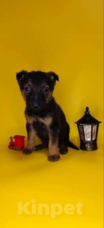 Собаки в Москве: 7 очаровательных щенят в дар Мальчик, 1 руб. - фото 8