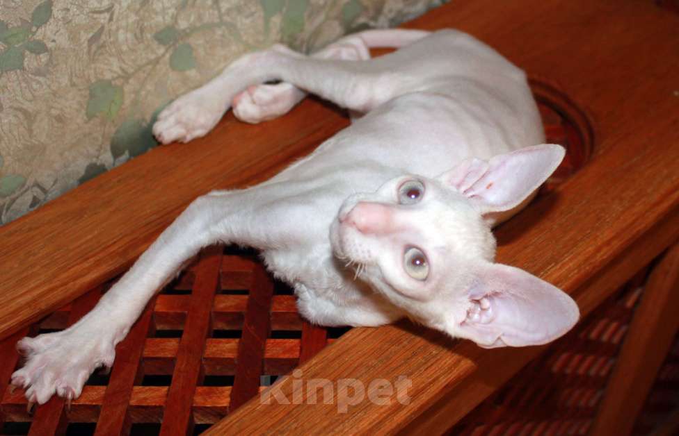 Кошки в Москве: белый голубоглазый кудрявый котенок Мальчик, 70 000 руб. - фото 1