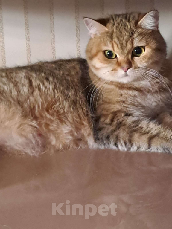 Кошки в Москве: Шотландский прямоухий котенок Мальчик, 11 000 руб. - фото 4