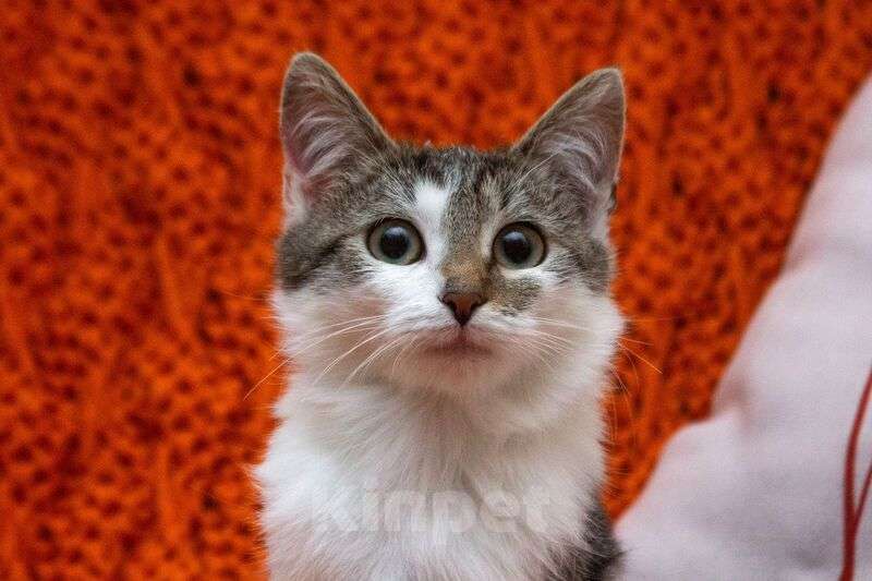 Кошки в Люберцах: Ищут дом два прекрасных которебенка Девочка, 1 руб. - фото 6