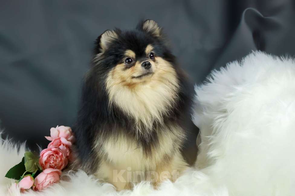 Собаки в Москве: Продаётся очаровательная  малышка - шпиц Девочка, 100 000 руб. - фото 2