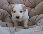 Собаки в Саранске: 2 Мальчик, 40 000 руб. - фото 1