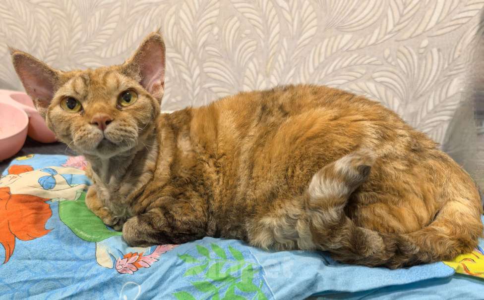 Кошки в Воронеже: Взрослая кошка Девочка, 500 руб. - фото 1