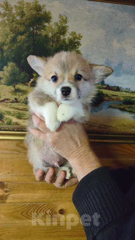 Собаки в Москве: Мальчик красавчик коржик Мальчик, 75 000 руб. - фото 4