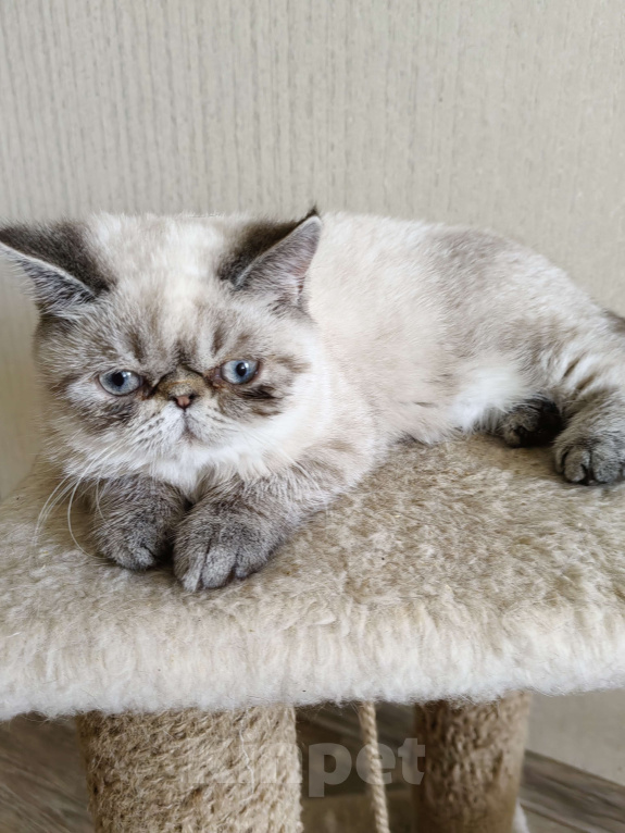 Кошки в Нижнем Новгороде: Котята породы Экзотическая короткошёрстная Мальчик, 12 000 руб. - фото 7