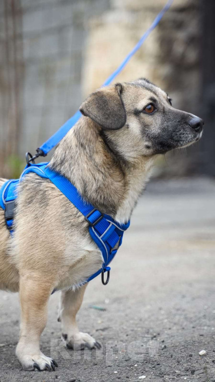 Собаки в Москве: ЛЯЛЕ ОЧЕНЬ НУЖНА СЕМЬЯ Девочка, Бесплатно - фото 3