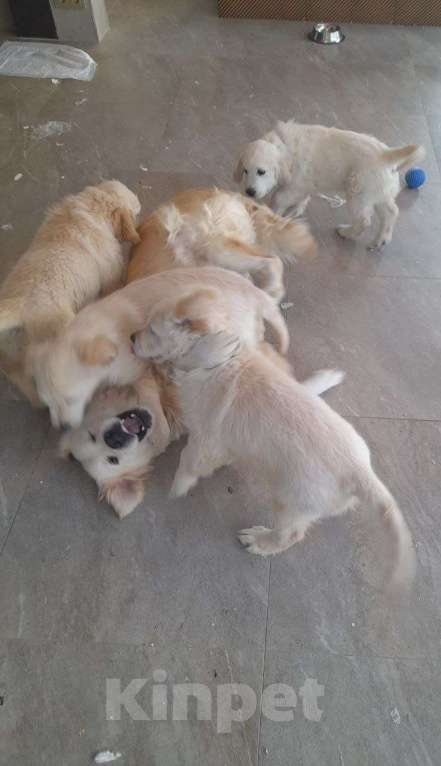 Собаки в других городах Московской области: Супер щенки от международных чемпионов Мальчик, Бесплатно - фото 4