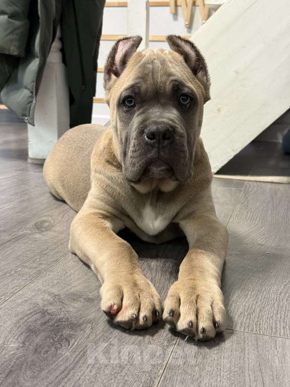 Собаки в Москве: Щенки кане корсо Мальчик, 120 000 руб. - фото 5