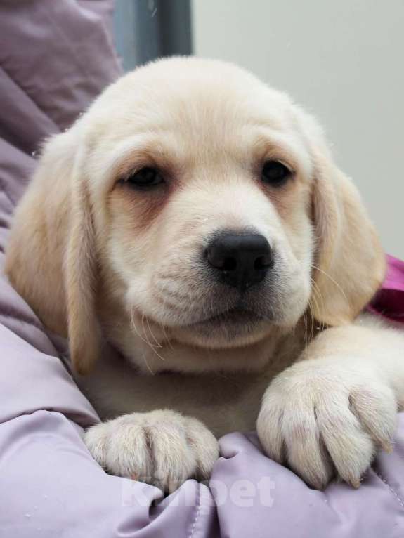 Собаки в других городах Липецкой области: Щенок лабрадора Холлабвууд'с Пэймес Леди Девочка, 60 000 руб. - фото 4