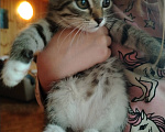 Кошки в Самаре: Шотландская девочка котенок Девочка, 1 500 руб. - фото 3