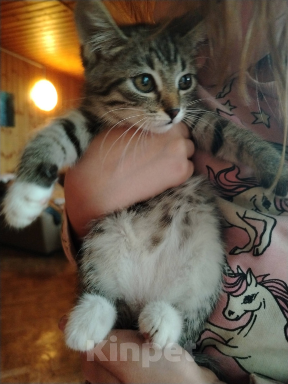 Кошки в Самаре: Шотландская девочка котенок Девочка, 1 500 руб. - фото 3