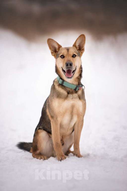 Собаки в Москве: Чичерин Мальчик, Бесплатно - фото 6