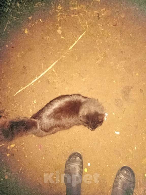 Кошки в Калуге: Пушок Мальчик, Бесплатно - фото 4