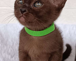 Кошки в Электростали: Бурма. Бурманский котенок.  Мальчик, 55 000 руб. - фото 6