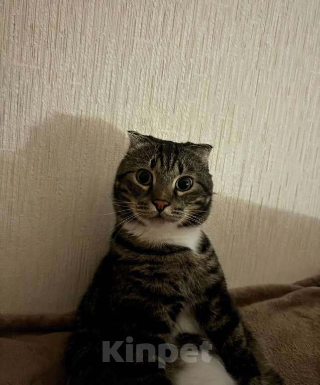 Кошки в Красноярске: Самый чудесный кот в очень добрые руки Мальчик, Бесплатно - фото 2