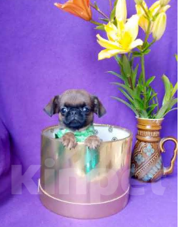 Собаки в Москве: Яркий мальчик пти-брабансон Мальчик, 50 000 руб. - фото 2