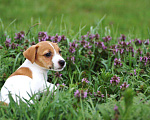 Собаки в Краснодаре: Щенки Джек Рассел терьера, 45 000 руб. - фото 4