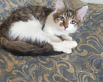 Кошки в Кораблино: Миленькие котята в добрые руки, Бесплатно - фото 8