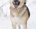 Собаки в Москве: Дружище Тобик! Отличный пес ищет дом Мальчик, Бесплатно - фото 9