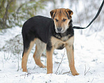 Собаки в Москве: Валли. Светлый и добрый мальчишка Мальчик, 1 руб. - фото 5