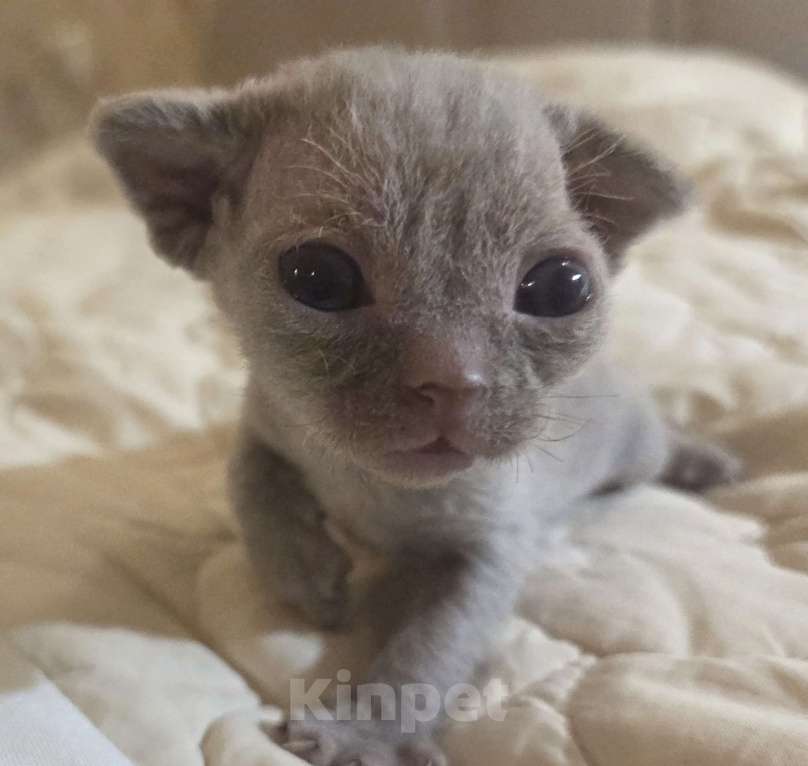 Кошки в Москве: Котята девон рекс Лиловые, циннамон, шоколадный мрамор Девочка, 85 000 руб. - фото 9