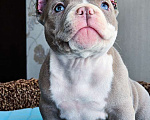 Собаки в Москве: Американский булли Микро Экзот Мальчик, 350 000 руб. - фото 4