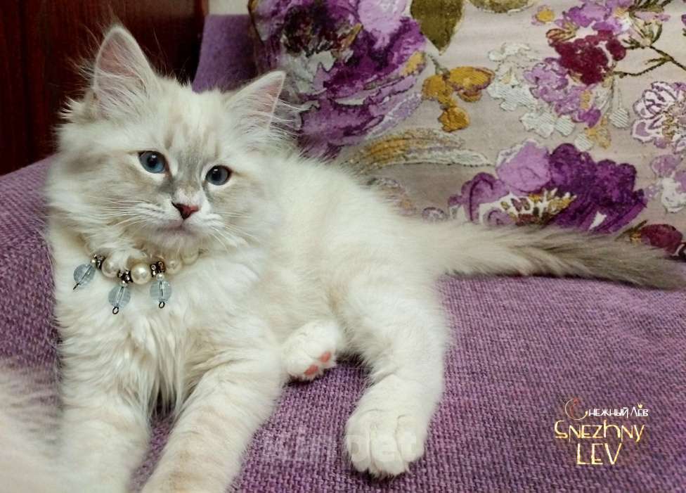 Кошки в Санкт-Петербурге: Невский маскарадный котенок Мальчик, 48 000 руб. - фото 9