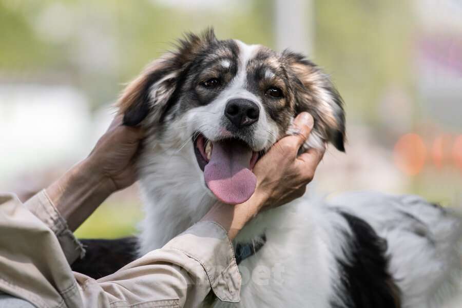 Собаки в Москве: Знакомьтесь – наш замечательный пёс Левушка, который мечтает о любящей семье! Мальчик, Бесплатно - фото 5