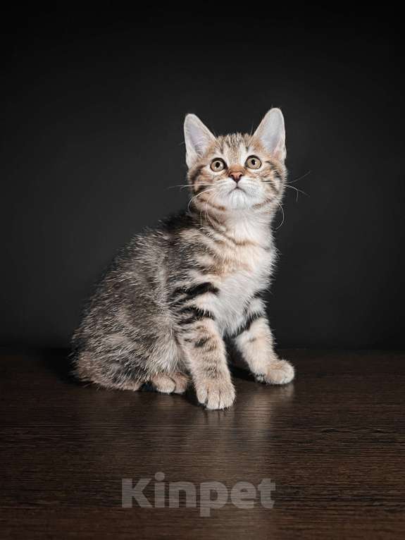 Кошки в Москве: Котята курильского бобтейла короткошерстные  Мальчик, Бесплатно - фото 2