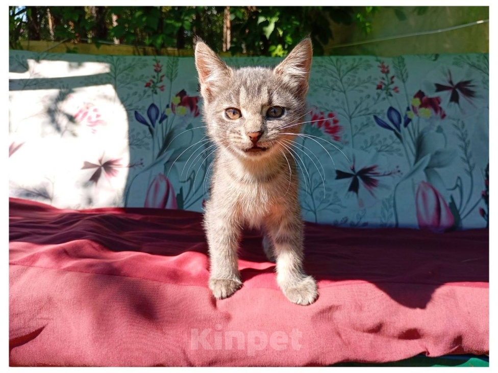 Кошки в Москве: Котенок Искорка ищет дом Девочка, Бесплатно - фото 3