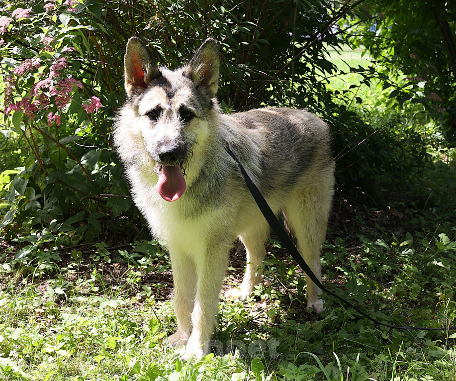 Собаки в Москве: Щенок в добрые руки бесплатно Москва Мальчик, Бесплатно - фото 2
