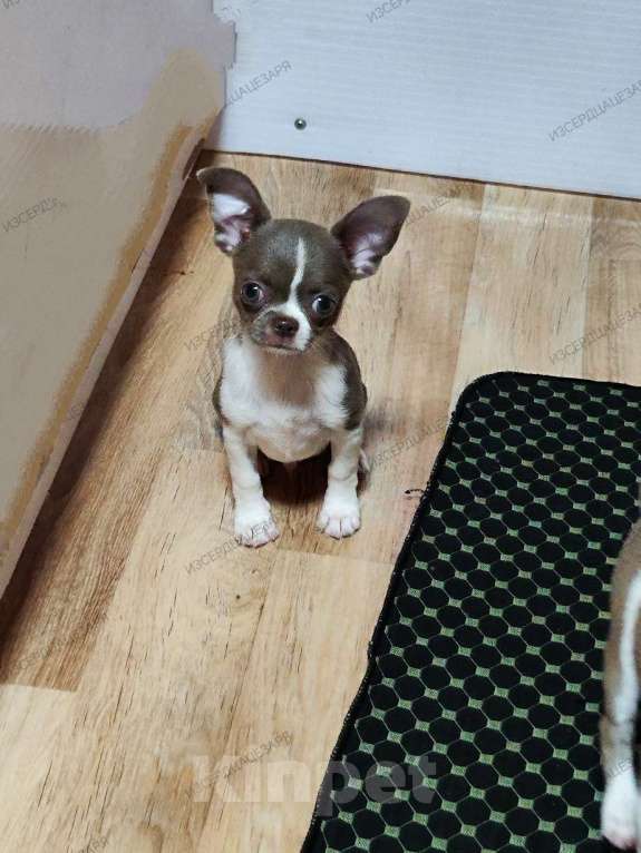 Собаки в Москве: Лиловый мальчик чихуахуа  Мальчик, 40 000 руб. - фото 4