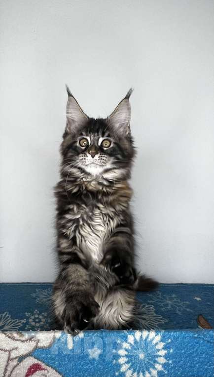 Кошки в Краснодаре: Котёнок Мейн Кун Полидакт Девочка, Бесплатно - фото 5