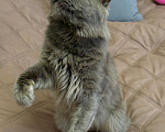 Кошки в Москве: Кот в добрые руки Мальчик, Бесплатно - фото 2