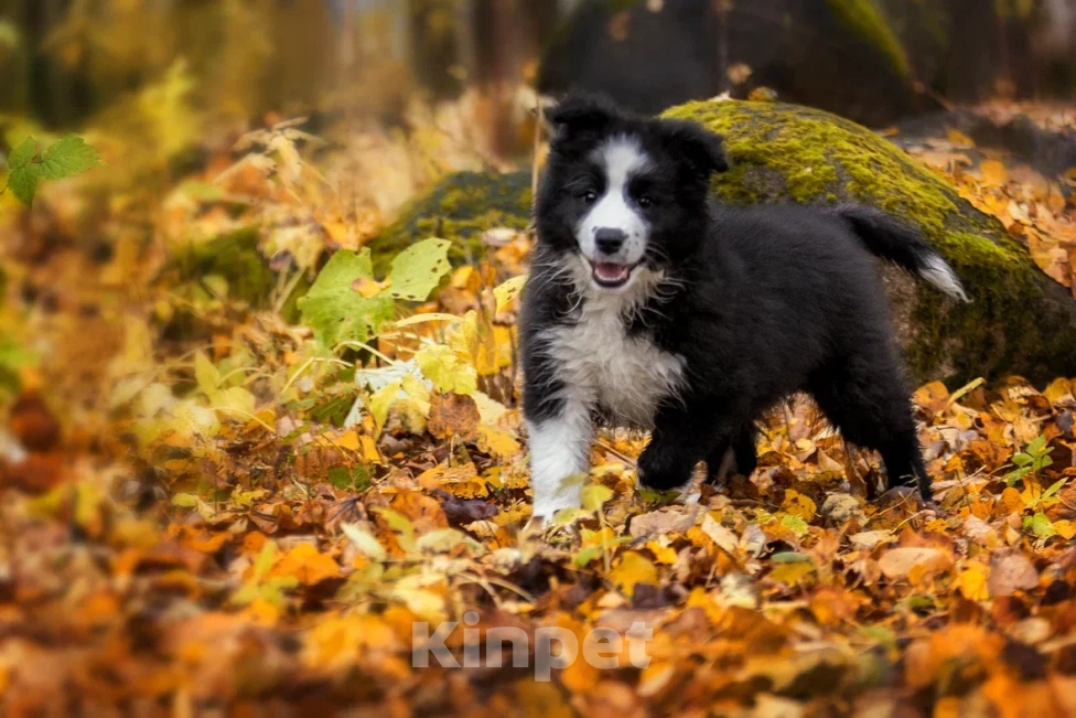 Собаки в Ярославле: Черный принц Мальчик, 80 000 руб. - фото 4