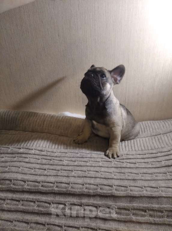 Собаки в Ярославле: Шикарный мальчишка-французик   Мальчик, 30 000 руб. - фото 5