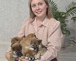Собаки в других городах Самарской области: Девочка из полноценной семьи чистопородных родителей  с родословной Девочка, 50 000 руб. - фото 1