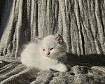 Кошки в Владивостоке: Blondie Девочка, 65 000 руб. - фото 5