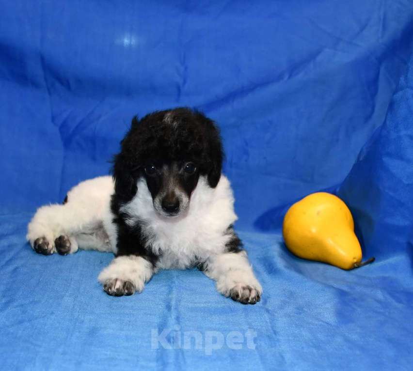 Собаки в Долгопрудном:  ТОЙ ПУДЕЛЬ ДЖЕНТЛИ БОРН ПИККЕР Мальчик, 75 000 руб. - фото 5