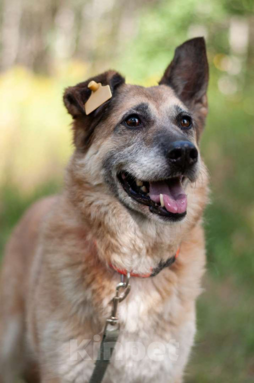 Собаки в Ногинске: Живёт в приюте уже не первый год тихая и скромная девочка. Зовут Дина. Девочка, Бесплатно - фото 5